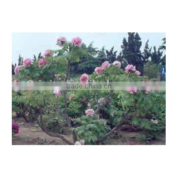 Tree Peony Plant Root Gui Fei Cha Cui