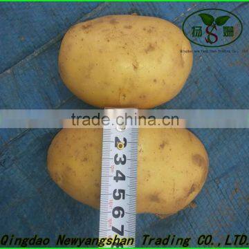 Fresh China Potato Shangdong Potato/Onion/Garlic/Ginger