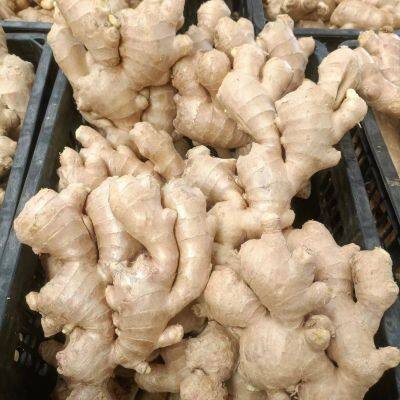 Fresh Ginger