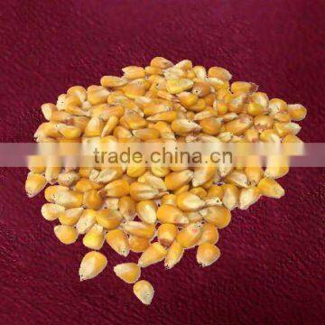 Animal Feed Corn