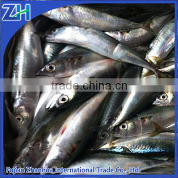 landfrozen pacific mackerel, japan makerel fish BQF, 200-300g scomber japonicus