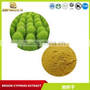 Free sample low price broom cypress extract powder for skin lightening