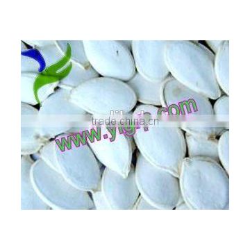 all type seeds of snow white pumpkin seeds top quality