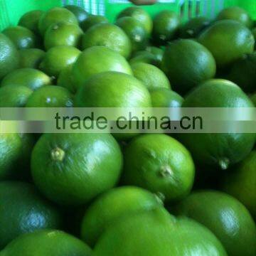FROZEN LIME FRUIT ( WHATSAPP : 0084907920885 ) photo-3