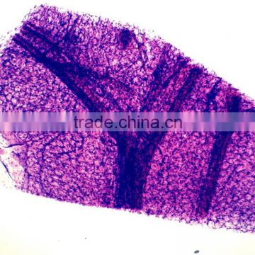 zoology animal histology prepared slides for microscopes