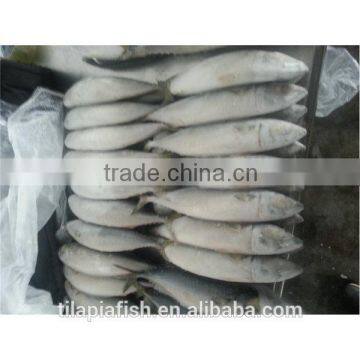 Fresh export fresh fish for sale