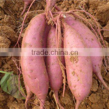 All Kinds of Sweet Potato