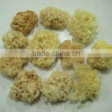 2013 Chinese Dried Tremella yellow color