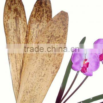 dried Bamboo leaf/leaves/sheath