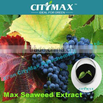 soluble seaweed powder