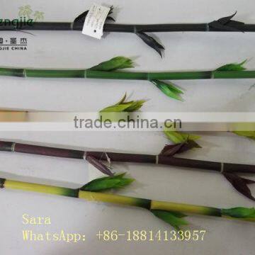 Indoor Foliage, Dracaena Sanderiana,Lucky Bamboo photo-2