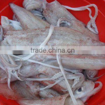 Squid Semi Needle photo-3