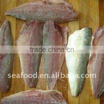 frozen horse mackerel fillets