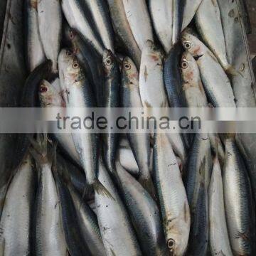 New Fish Seafood Sardine for Bait on Sale photo-3