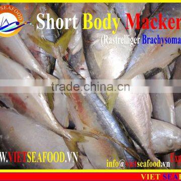 FROZEN SHORT BODY MACKEREL W/R photo-3