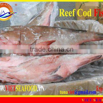 FROZEN WHOLE ROUND REEF COD FISH