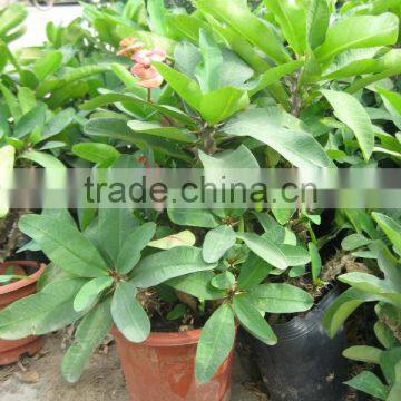 Enphorbia Millis Shrub Trees