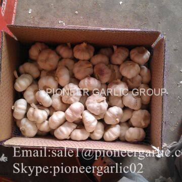 Best Quality 5.5cm Purple Garlic Packed In Carton Box