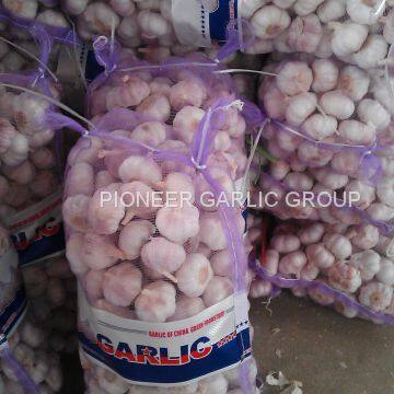 Best Quality 5.5cm Purple Garlic Packed In Mesh Bag