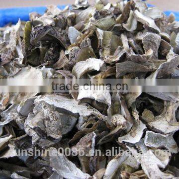 Dry Wild Mushrooms Large Edible BOLETE Mushroom photo-3