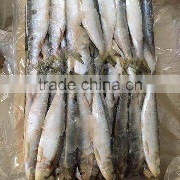2015 Frozen Sardine wr for Fishing Bait 90-120pcs/ctn photo-2