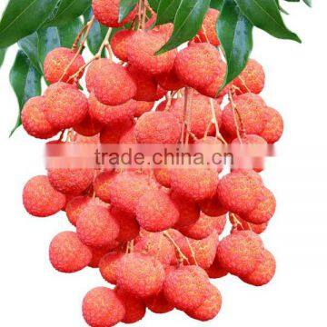 2013 new crop canned litchi 567g