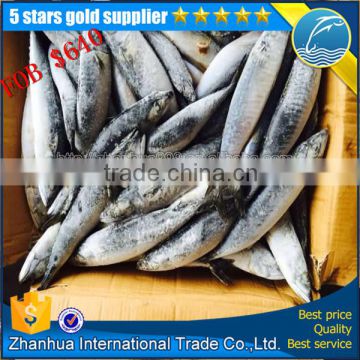 pacific ocean fish, seafrozen chup mackerel fish price new stock