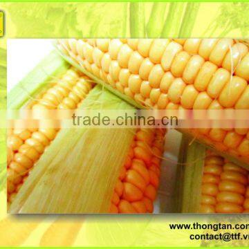 Canned sweet corn lines exported to many countries