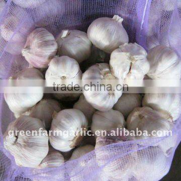 China white garlic