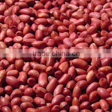 Chinese New Crop Raw Peanut Kernels