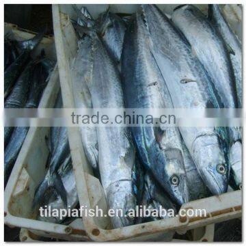 Frozen Spanish mackerel scomberomorus commerson for sale