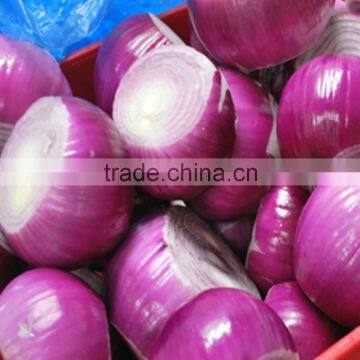 Fresh Onion Supplier Manufacturer photo-6