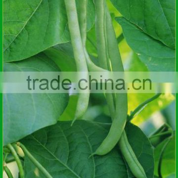 BE08 Hongkong no.12 early maturity green kidney bean seeds sales