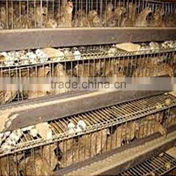 layer quail cage for sale & layer quail cage for poultry farm equipment