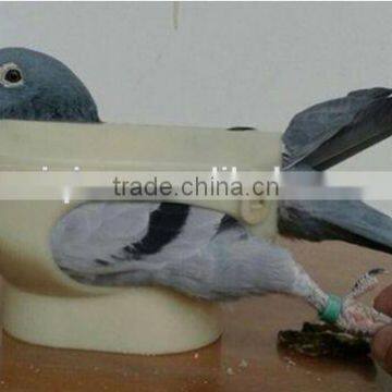 Cheap Price Pigeon Fixer Pigeon Holder