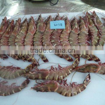 Sea Tiger Shrimps