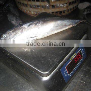 frozen bonito whole round 300-500g