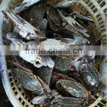 Frozen Blue Swimming Crab Products photo-2