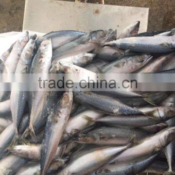 land frozen 80-150g pacific mackerel