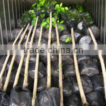 Ficus Altissima for Tropical Climate Garden Plants and Landscaping Trees photo-2