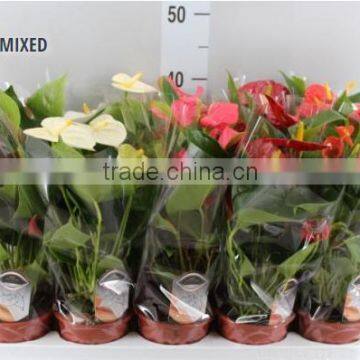 ANTHURIUM MIXED