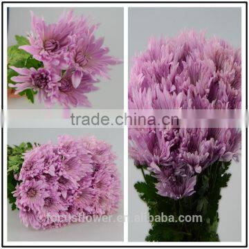 Decorative Flowers & Wreaths Type Chrysanthemum Pink From KUNMING