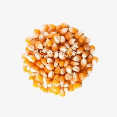 Pisingallo Corn