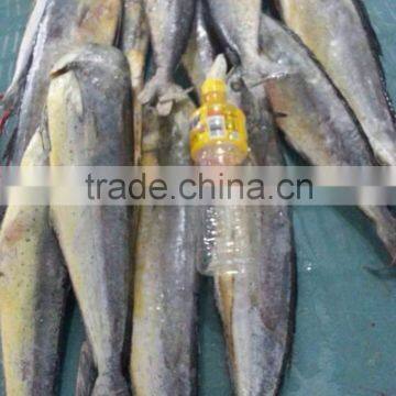 Frozen Mahi-mahi Fish WR Scientific Name Coryphaena Hippurus photo-6