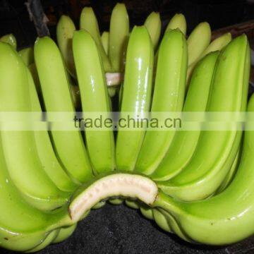 Green Banana for Buyer From All Country