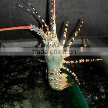 Live Flower Lobster (Panulirus Ornatus) and Mud Crab (Scylla Serrata), Live Tiger Prawn and Other Live Seafoods