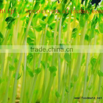 Healthy Automatic Green Bean Sprouting Machine for Sale