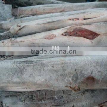 Frozen Stripe Marlin Frozen Fish Red Marlin photo-3