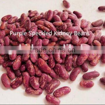 Large Black Speckled Kidney Beans New 2014 , Organic Black Speckled Kidney Beans photo-3