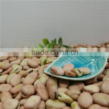High Quality Dry Broad Beans / Faba Beans / Fava Beans Seed for Cannery photo-6